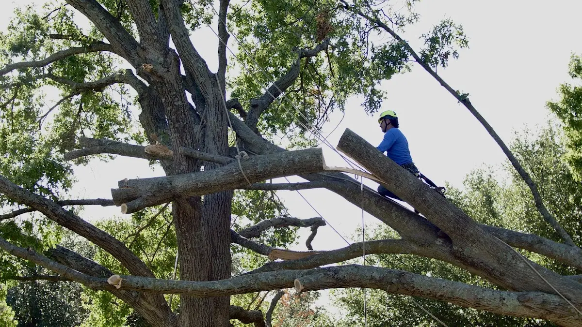 Professional Crown Thinning performed by certified arborists in Coalport