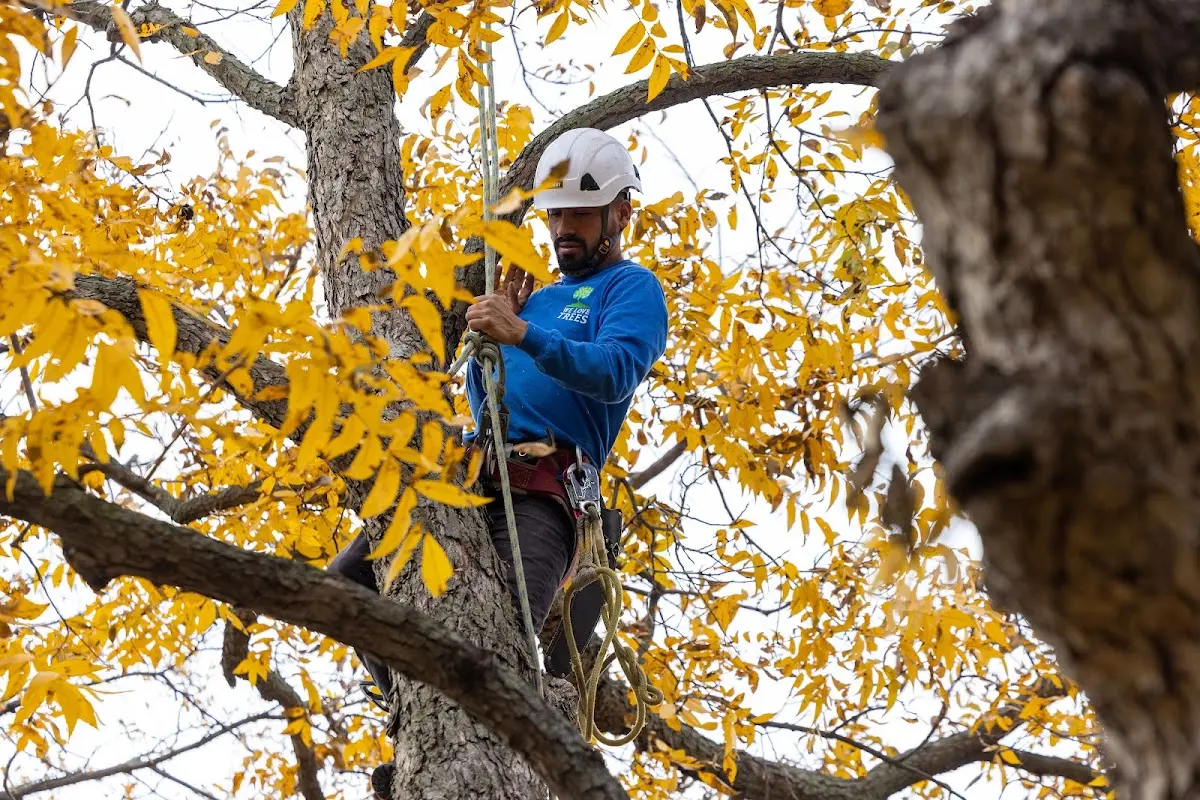 Skilled Tree Transplanting crew working in Coalport
