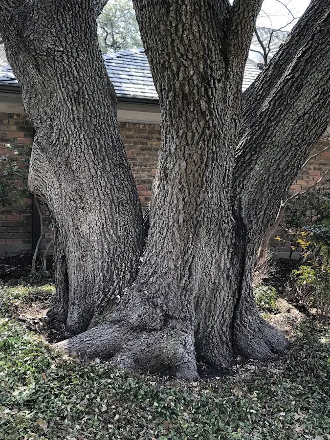 Mature heritage tree close to a Coalport property cared for by certified arborists